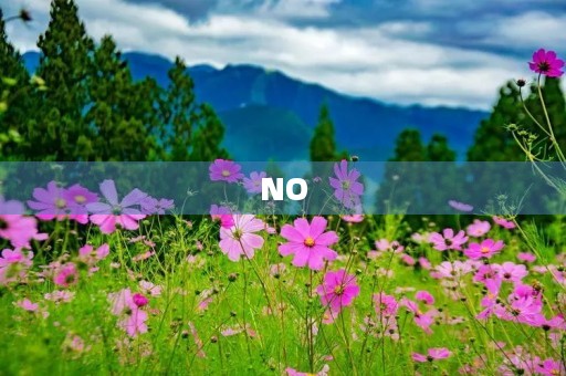 NO NO