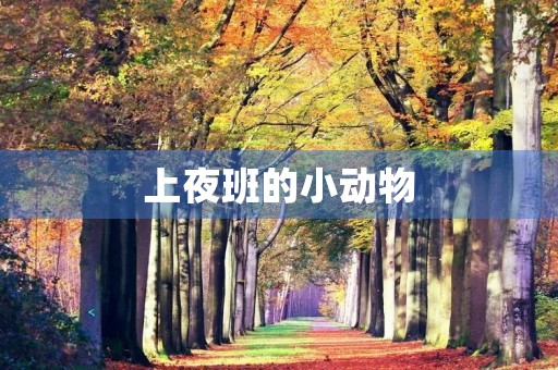 上夜班的小动物 上夜班的小动物