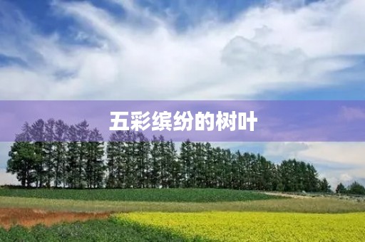 五彩缤纷的树叶 五彩缤纷的树叶