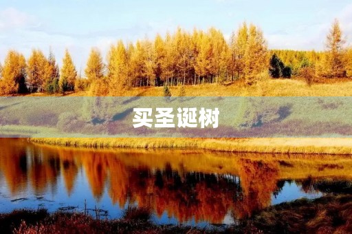 买圣诞树 买圣诞树