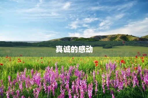 真诚的感动 真诚的感动