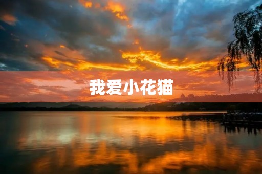 我爱小花猫