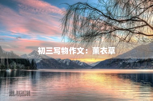 初三写物作文：薰衣草