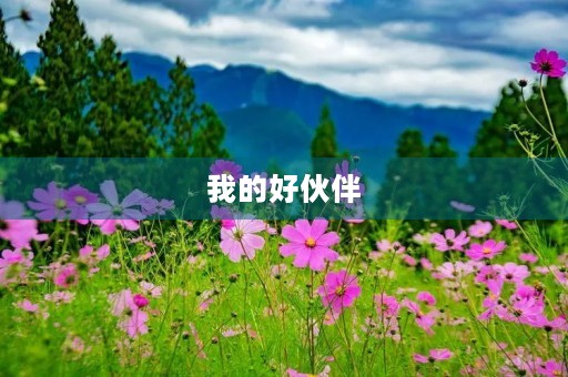 我的好伙伴 我的好伙伴