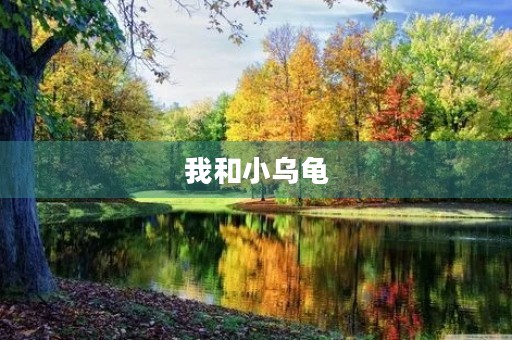 我和小乌龟