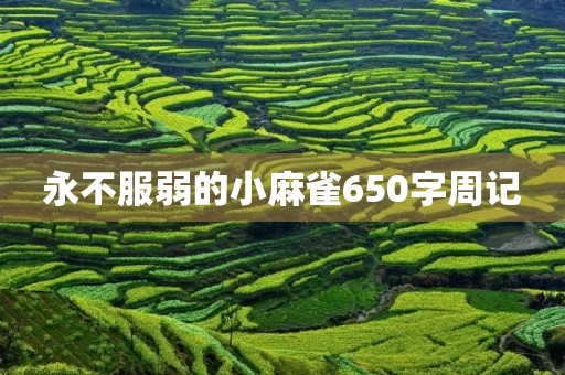 永不服弱的小麻雀650字周记 永不服弱的小麻雀650字周记