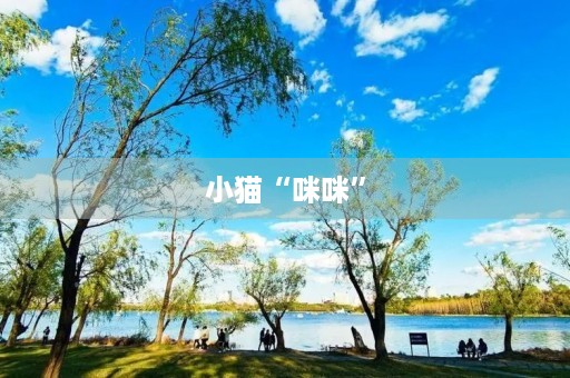小猫“**” 小猫“**”