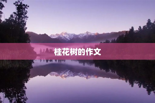 桂花树的作文