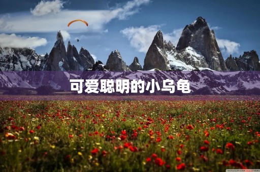 可爱聪明的小乌龟 可爱聪明的小乌龟