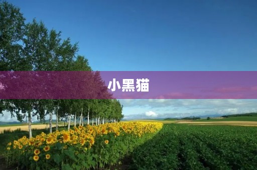小黑猫 小黑猫