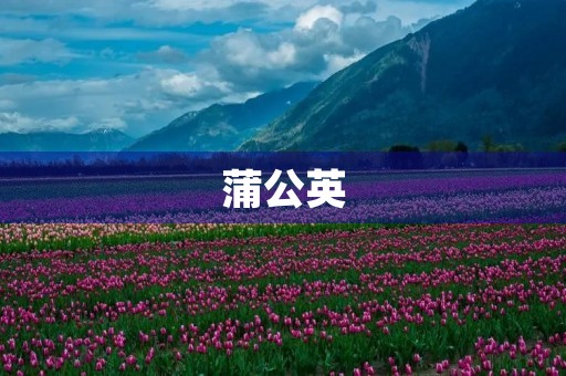 蒲公英