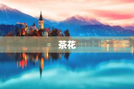 茶花 茶花