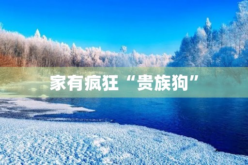 家有疯狂“贵族狗” 家有疯狂“贵族狗”