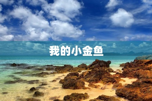 我的小金鱼