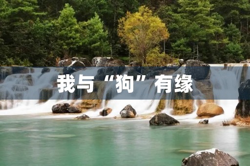 我与“狗”有缘 我与“狗”有缘