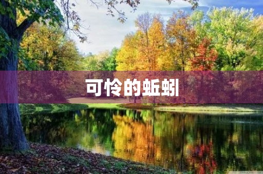 可怜的蚯蚓