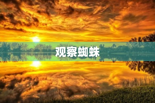 观察蜘蛛 观察蜘蛛