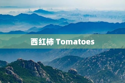 西红柿 Tomatoes 西红柿 Tomatoes