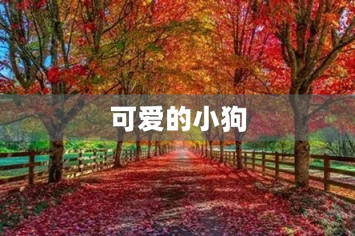 可爱的小狗 可爱的小狗