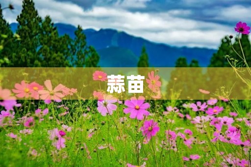 蒜苗
