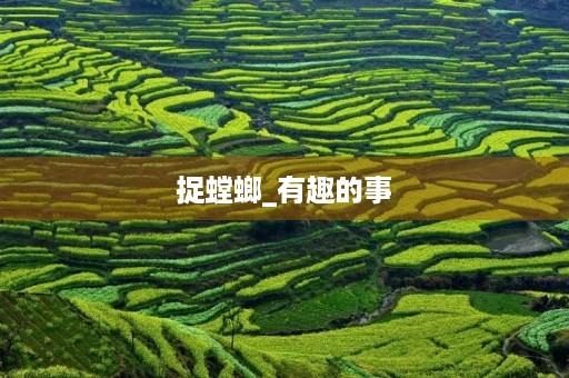 捉螳螂_有趣的事 捉螳螂_有趣的事