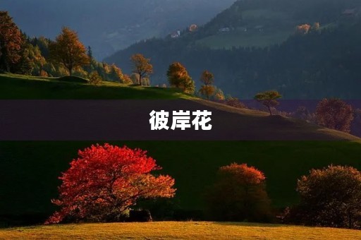 彼岸花 彼岸花