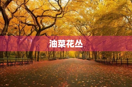 油菜花丛 油菜花丛