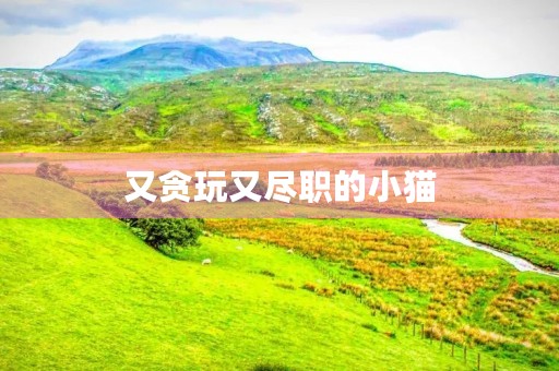 又贪玩又尽职的小猫 又贪玩又尽职的小猫