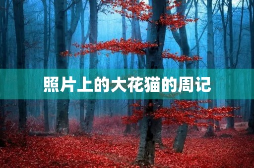 照片上的大花猫的周记 照片上的大花猫的周记