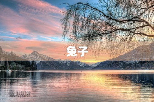 兔子