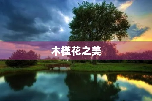 木槿花之美