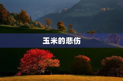玉米的悲伤
