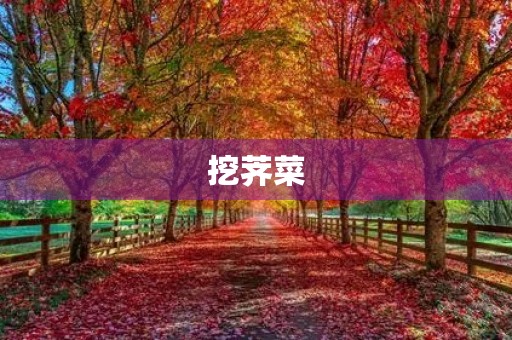 挖荠菜 挖荠菜