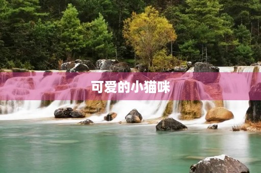 可爱的小猫咪 可爱的小猫咪
