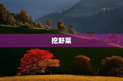 挖野菜 挖野菜
