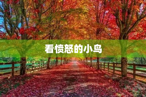 看愤怒的小鸟 看愤怒的小鸟
