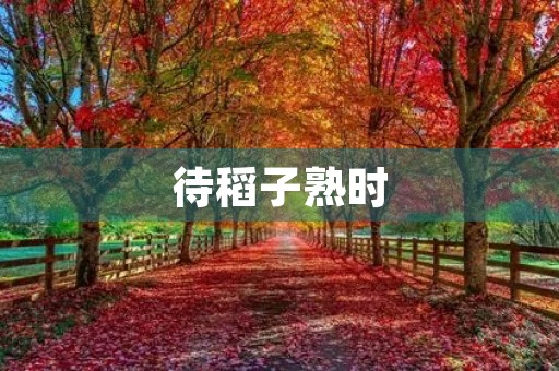 待稻子熟时 待稻子熟时