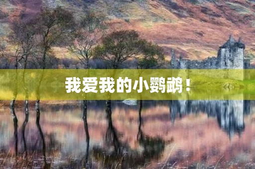 我爱我的小鹦鹉！