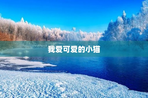 我爱可爱的小猫 我爱可爱的小猫