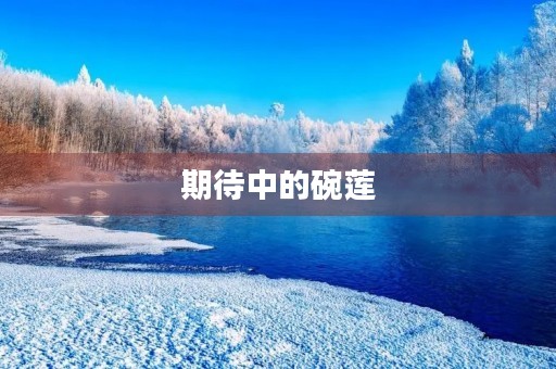 期待中的碗莲 期待中的碗莲