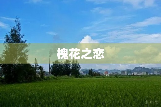 槐花之恋 槐花之恋