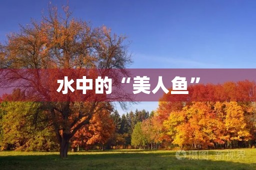 水中的“美人鱼” 水中的“美人鱼”