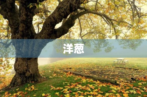 洋葱