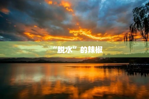 “脱水”的辣椒 “脱水”的辣椒