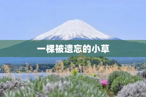 一棵被遗忘的小草