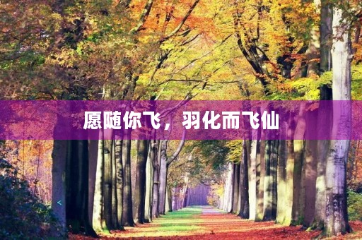 愿随你飞，羽化而飞仙