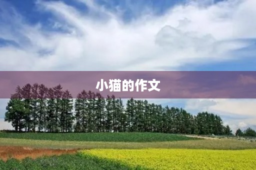 小猫的作文 小猫的作文