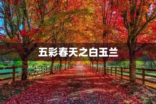 五彩春天之白玉兰
