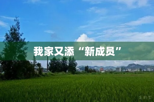 我家又添“新成员” 我家又添“新成员”