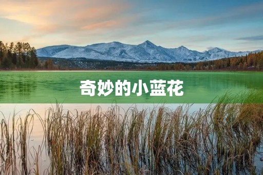 奇妙的小蓝花 奇妙的小蓝花